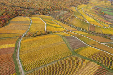 Drone view of vast countryside vineyards in autumn - RUEF03577