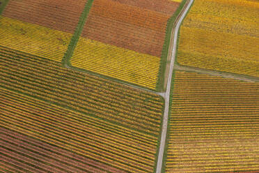 Drone view of vast autumn vineyard - RUEF03578