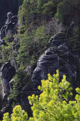 Bastei-Felsformation im Elbsandsteingebirge - JTF01988
