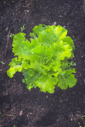 Frischer Bio-Salat wächst im Hinterhof - SKCF00755