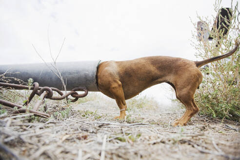 Dog with head in pipe - TETF00016