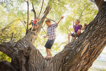 Drei Kinder (4-5, 6-7) spielen in einem großen Baum - TETF00023