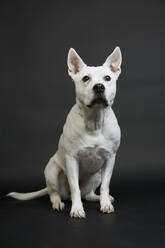 Weißer Pitbull-Terrier auf schwarzem Hintergrund - TETF00187