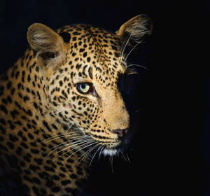 Nahaufnahme eines Leoparden, Großer Krüger-Nationalpark, Südafrika - TETF00244