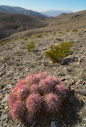 Close up of cactus in desert - TETF00273