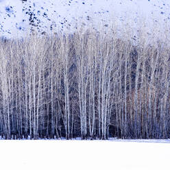 Vereinigte Staaten, Idaho, Bellevue, Espenbäume im Winter - TETF00294