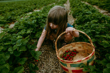 Junges Mädchen pflückt Erdbeeren im Feld mit Korb an einem Sommertag - CAVF95373