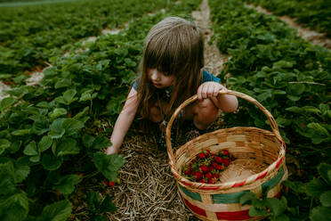 Young girl picking strawberries in field with basket on summer day - CAVF95373