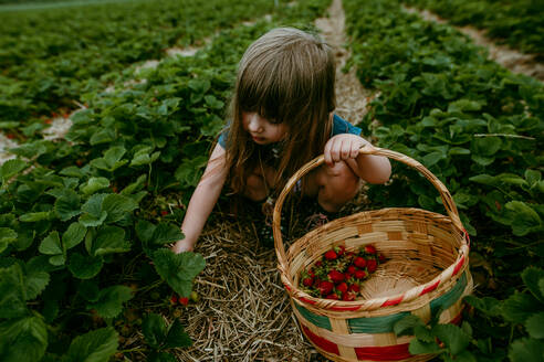 Junges Mädchen pflückt Erdbeeren im Feld mit Korb an einem Sommertag - CAVF95373