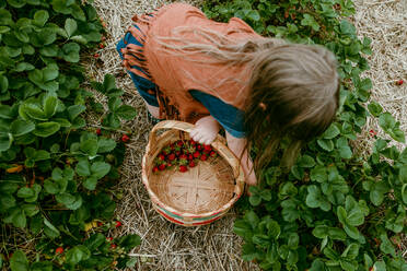 Mädchen pflückt Erdbeeren auf einem Feld an einem Sommertag - CAVF95374