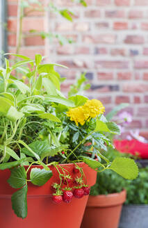 Kräuter, Ringelblumen und Erdbeeren im Balkongarten angebaut - GWF07350