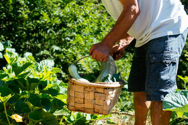 Crop Man sammelt Gemüse in seinem Garten - CAVF95466