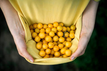 Woman picking mini yellow plums - CAVF95599