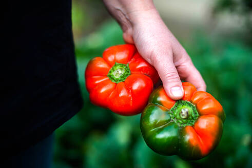 Frau erntet Paprika aus ihrem Garten - CAVF95601