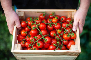 Frau erntet Tomaten aus ihrem Garten - CAVF95604