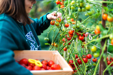 Frau erntet Tomaten aus ihrem Garten - CAVF95605