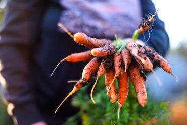 Frau erntet Karotten aus ihrem Garten - CAVF95608
