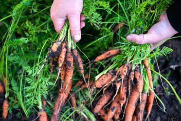 Frau erntet Karotten aus ihrem Garten - CAVF95610