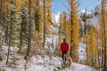 Female and Dog Hiking Through Larches In The Fall - CAVF95635