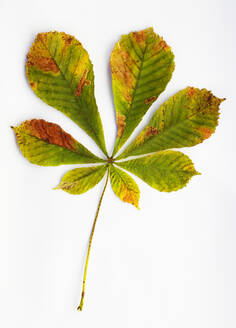 Studio shot of single autumn colored leaf of chestnut tree - WWF06157
