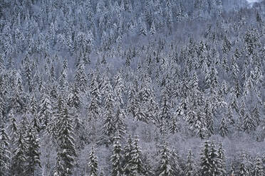 Schneebedeckte Bäume im Winterwald - MRF02506