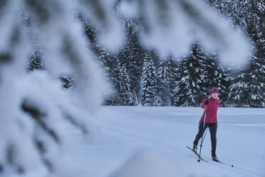 Frau beim Skifahren zwischen Kiefern im Winterwald - MRF02511