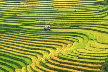 Grüne Reisfelder auf Terrassen in Mu cang chai, Vietnam Reisfeld - CAVF95766