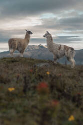 Zwei Lamas beim Aufwachen mit dem Sonnenaufgang in den Bergen - CAVF95775