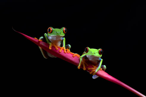 Red eyed tree frogs on leaf - CAVF95797