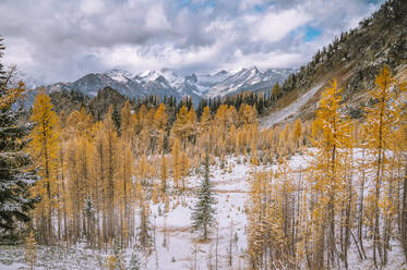 Golden Larches In The Fall With Snow - CAVF95811