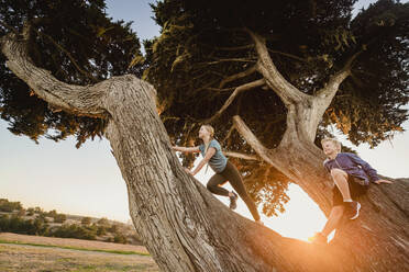 United States, California, Cambria, Boy (10-11) and girl (12-13) sitting on tree in landscape at sunset - TETF00362