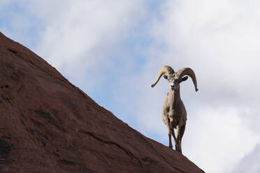 Vereinigte Staaten, Nevada, Dickhornschaf (Ovis canadensis) auf Felsen - TETF00363