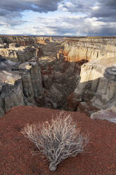 Vereinigte Staaten, Arizona, Tumbleweed und Wüstencanyon - TETF00364