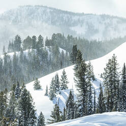 United States, Idaho, Sun Valley, Snowy forest in winter - TETF00374