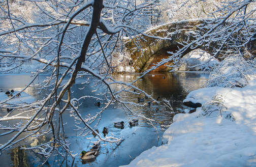 Brücke im Central Park im Winter - TETF00426