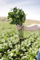 Männliche Hand hält Gemüse auf einem Feld - TETF00452