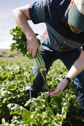 Man harvesting vegetable in crop field - TETF00453