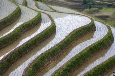 China, Guangxi, Guilin, Longsheng, Reisterrassenfelder - TETF00523