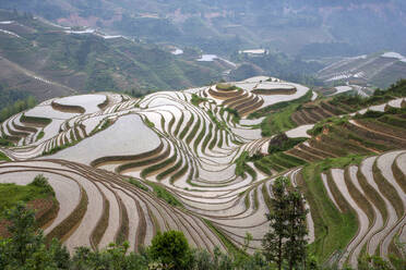 China, Guangxi, Guilin, Longsheng, Terraced rice fields - TETF00524