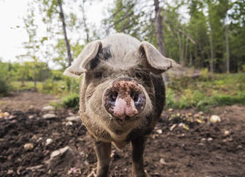 USA, Maine, Knox, Schwein schaut in die Kamera - TETF00534