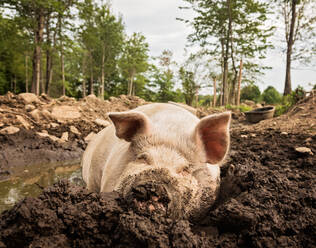 USA, Maine, Knox, Schwein im Schlamm liegend - TETF00535