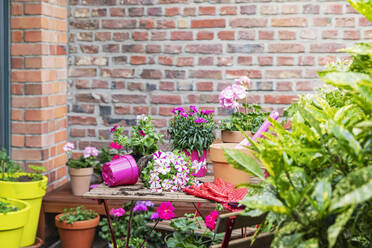 Planting of pink summer flowers in balcony garden - GWF07354