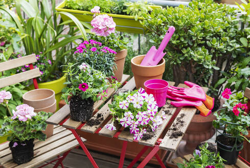 Planting of pink summer flowers in balcony garden - GWF07355