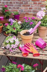 Planting of pink summer flowers in balcony garden - GWF07356