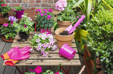 Planting of pink summer flowers and herbs in balcony garden - GWF07357