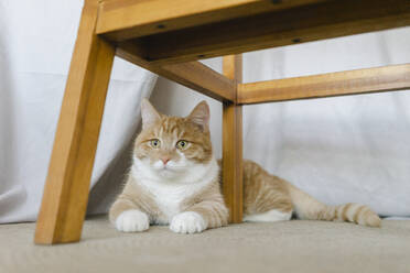 Cat siting under table at home - SEAF00647