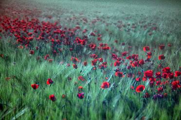 Blühender Mohn auf grüner Wiese - DSGF02434