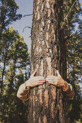 Senior man holding tree trunk in forest on sunny day - SIPF02806