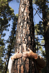 Senior couple holding tree trunk in forest on sunny day - SIPF02807