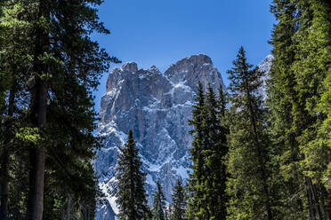 Trees in front of mountain peak in Dolomites, Italy - TETF00565